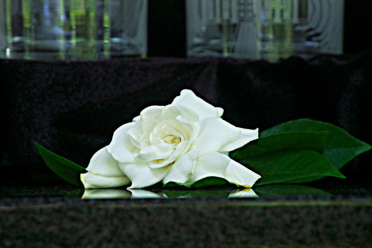 magnolia blossom nature photography -photo by Quiet Lion Creations