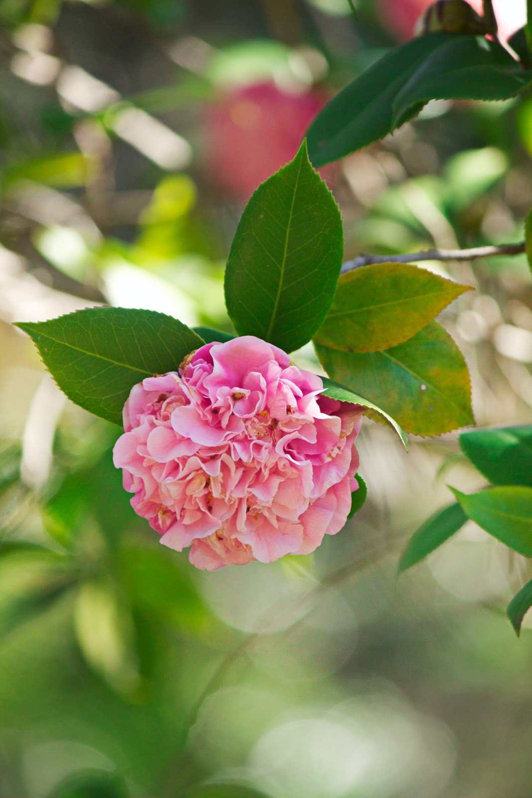 vintage pink roses - photo copyright Allison Beth Cooling