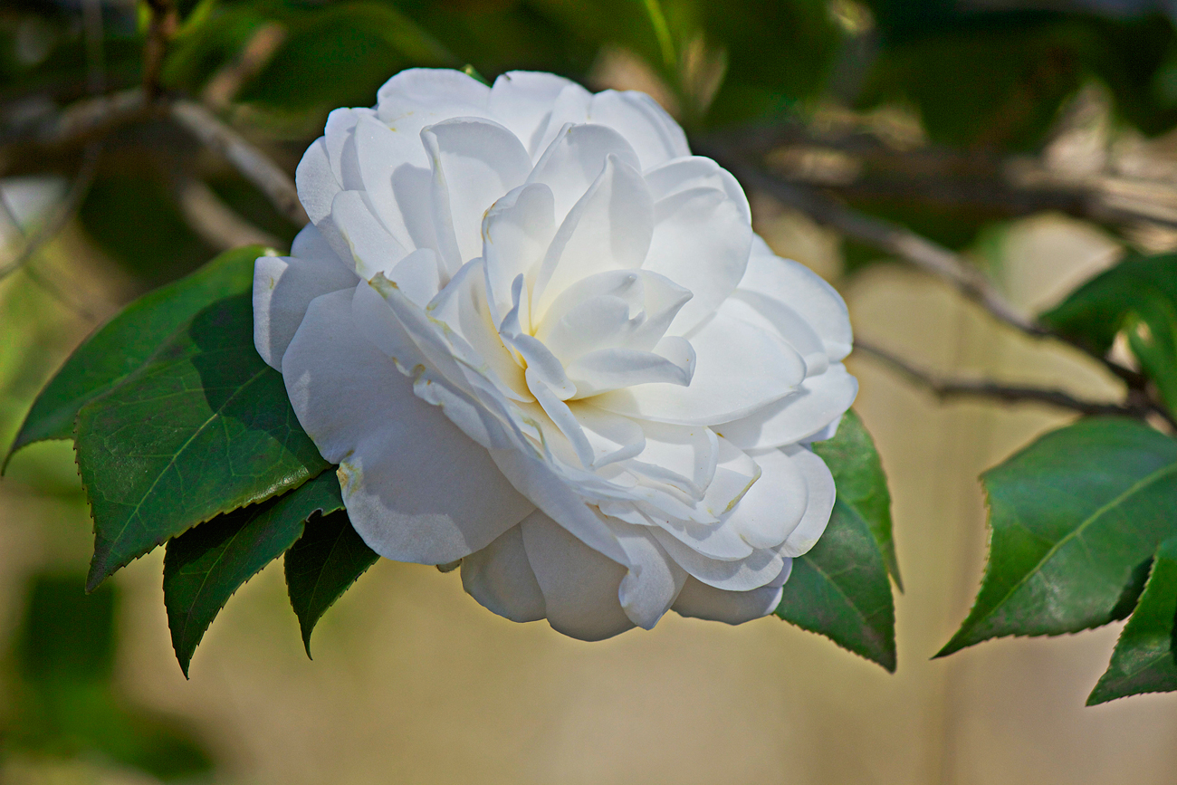 white camellia - photo copyright Allison Beth Cooling