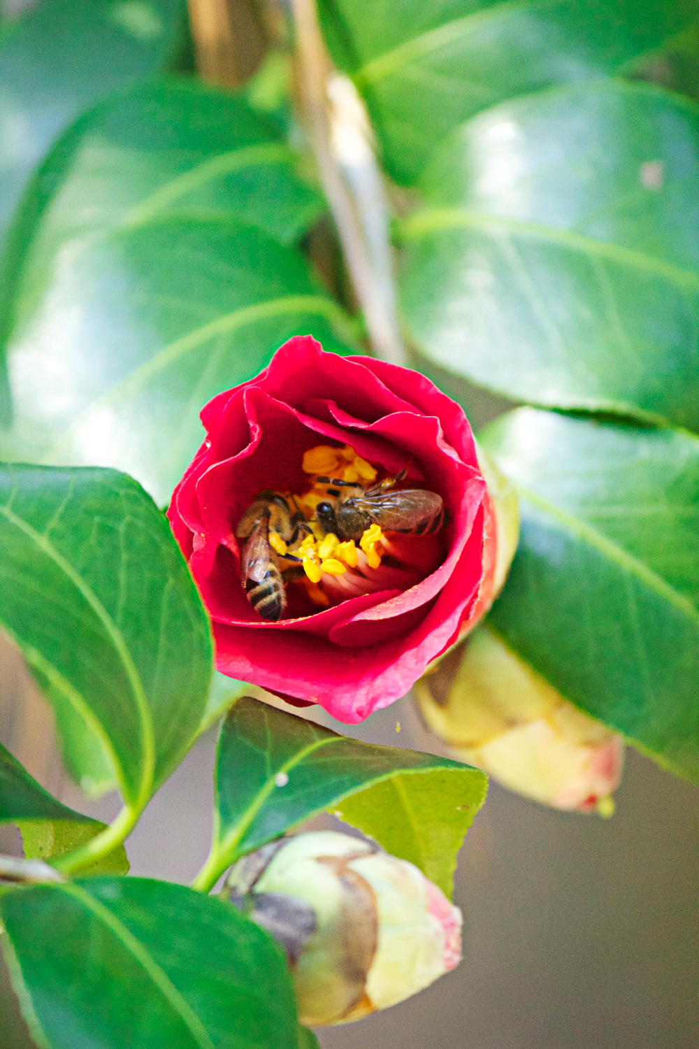 red rose with bees macro photography - photo copyright Allison Beth Cooling