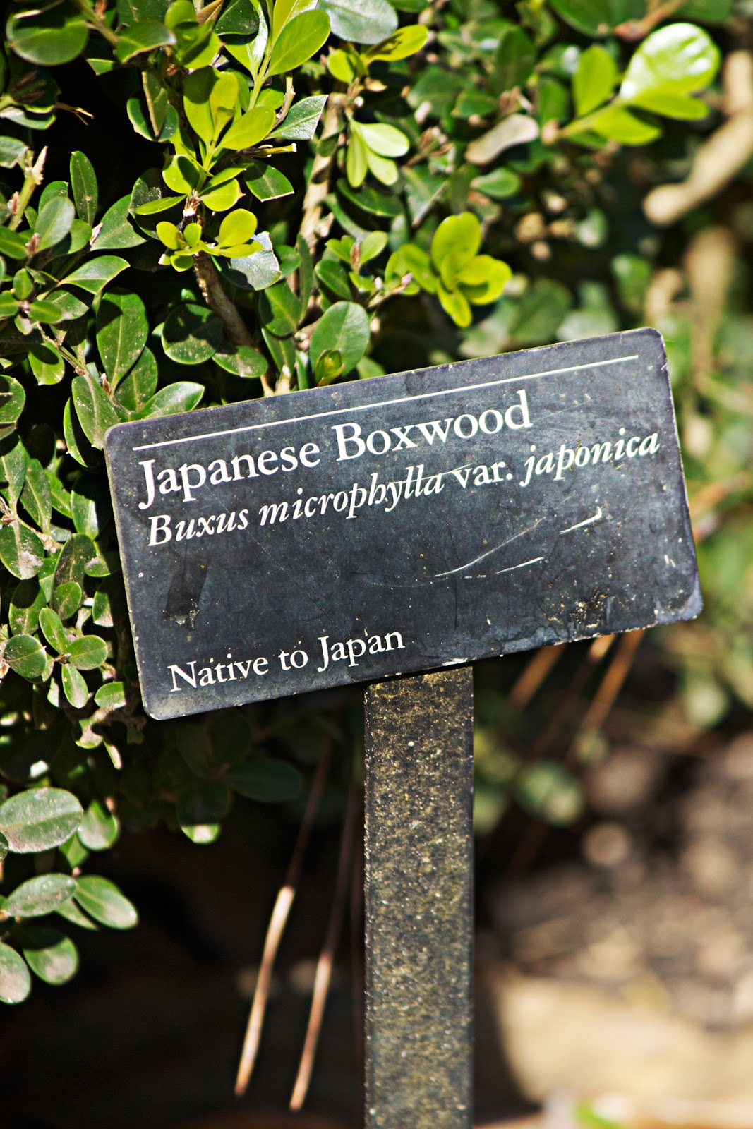 japanese boxwood plant - photo copyright Allison Beth Cooling