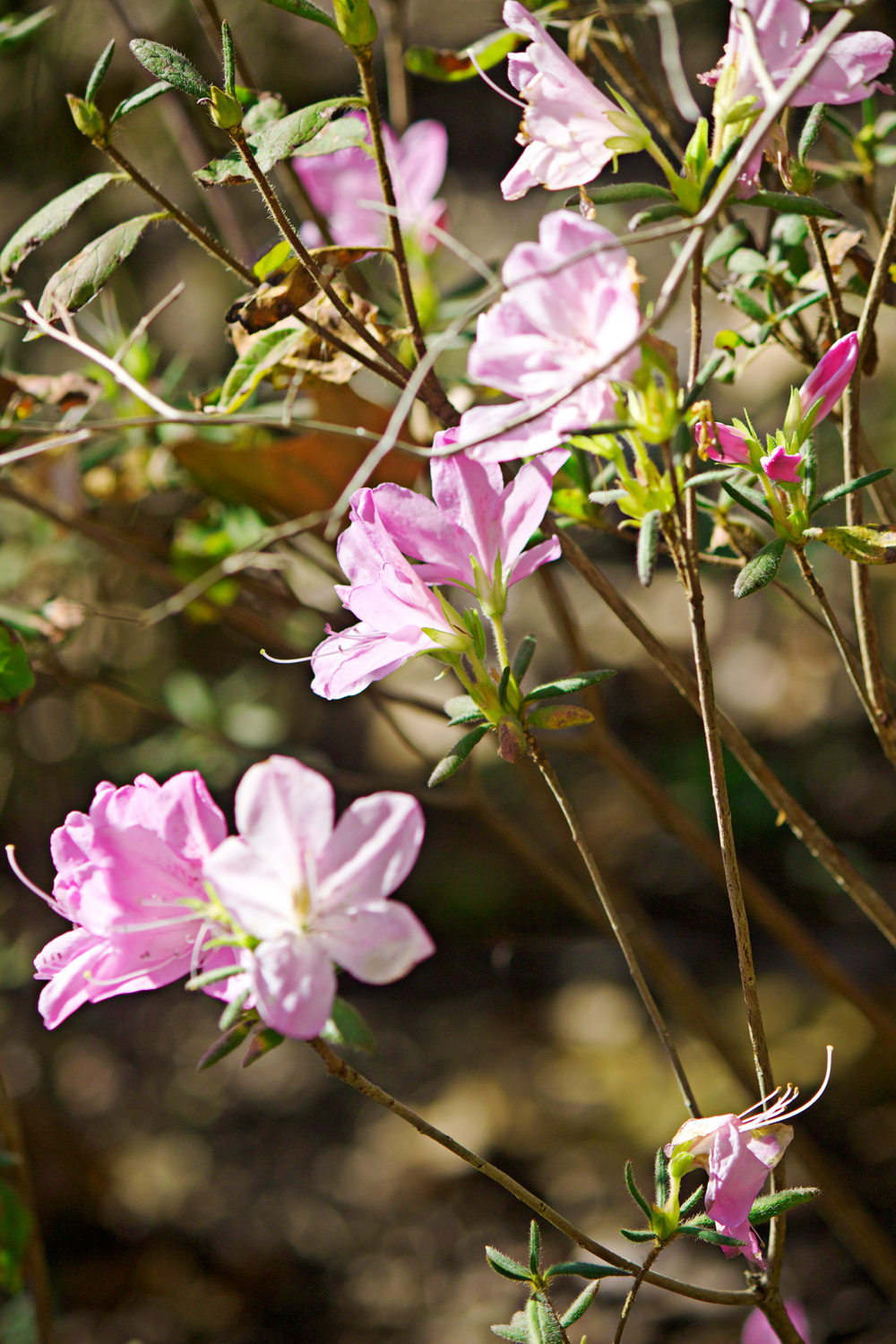 pink petunias - photo copyright Allison Beth Cooling