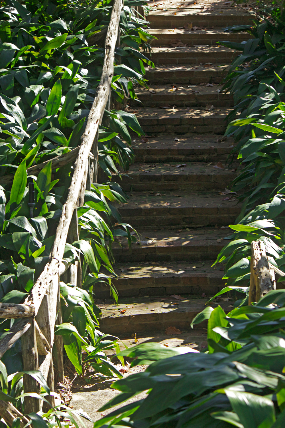 palm leaves wooden staircase - photo copyright Allison Beth Cooling