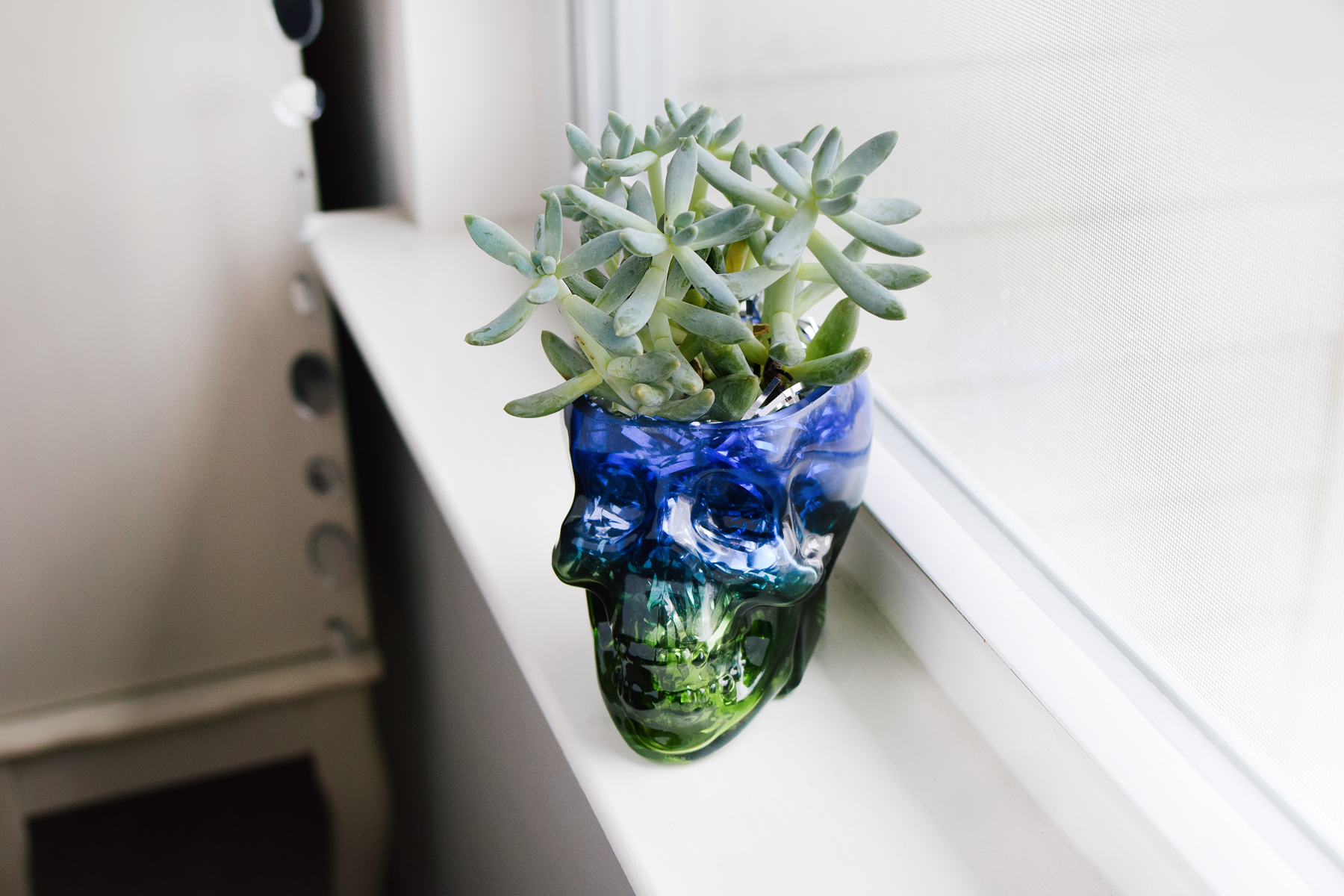diy skull succulent quiet lion creations, quietlioncreations.com