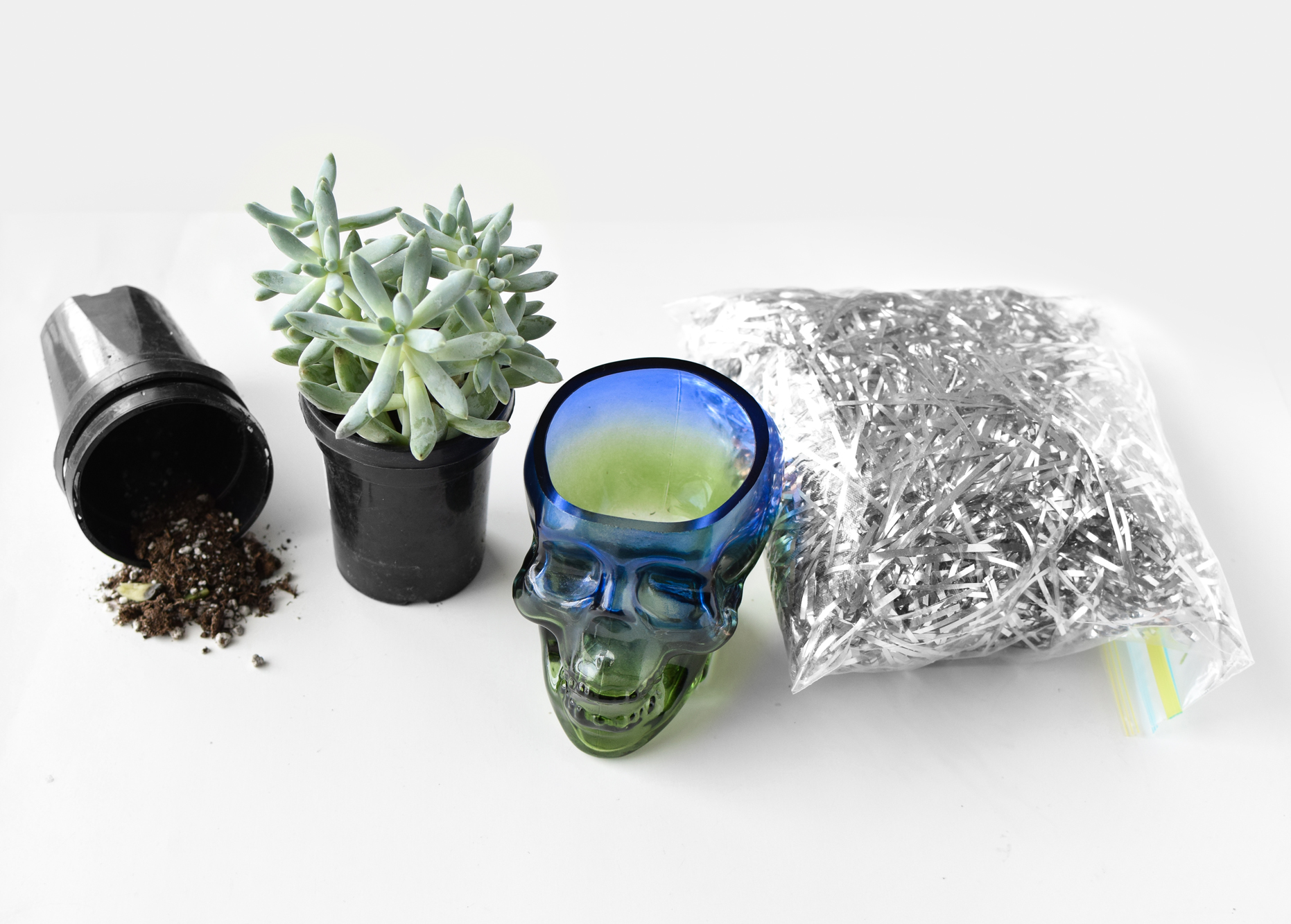 diy skull succulent quiet lion creations, quietlioncreations.com